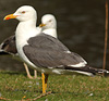 juvenile LBBG in October, ringed in Norway. (131273 bytes)